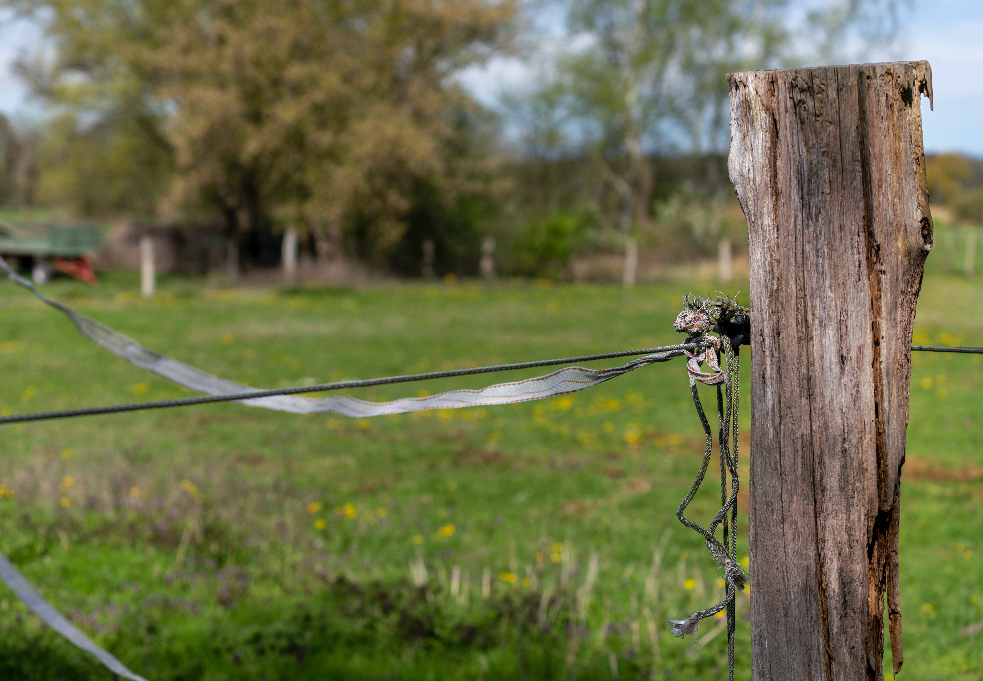 Električni pastir je odlična vrsta ograje za pašnik